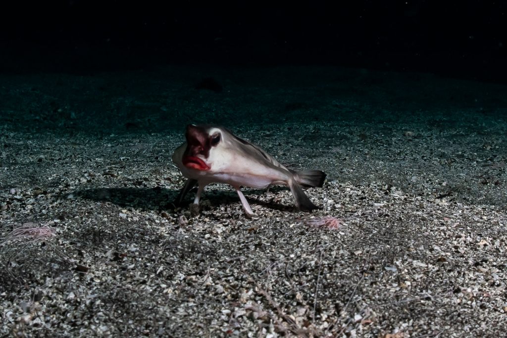 Red Lip Batfish