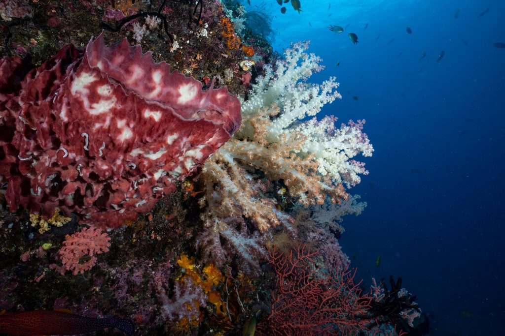 reef34