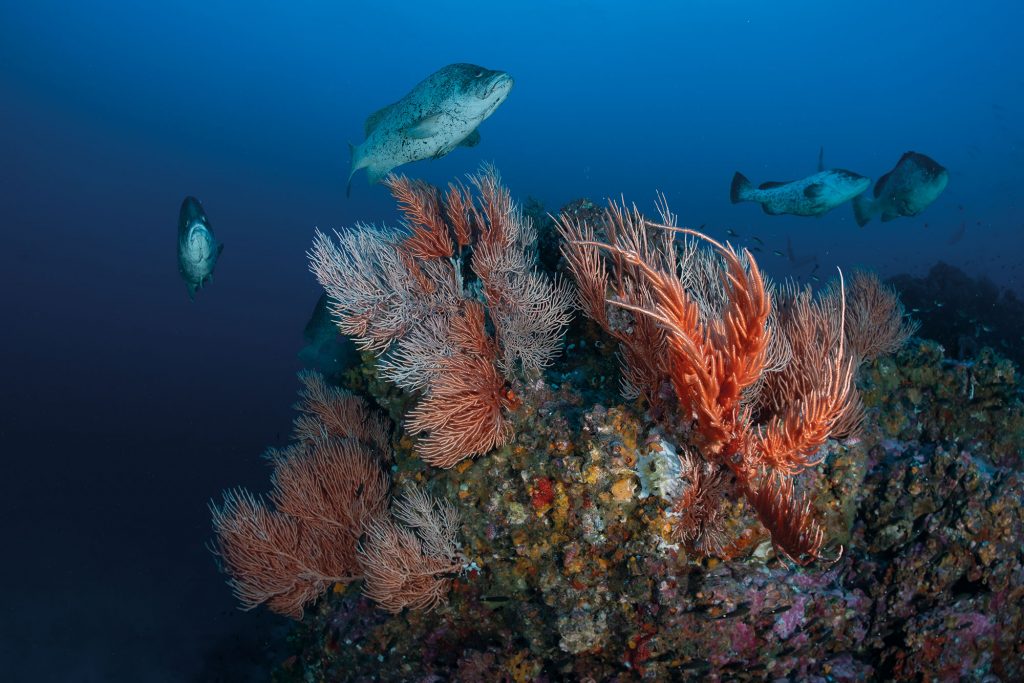 Gorgonie Malpelo