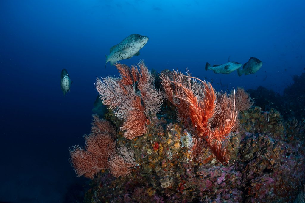 Reef Malpelo