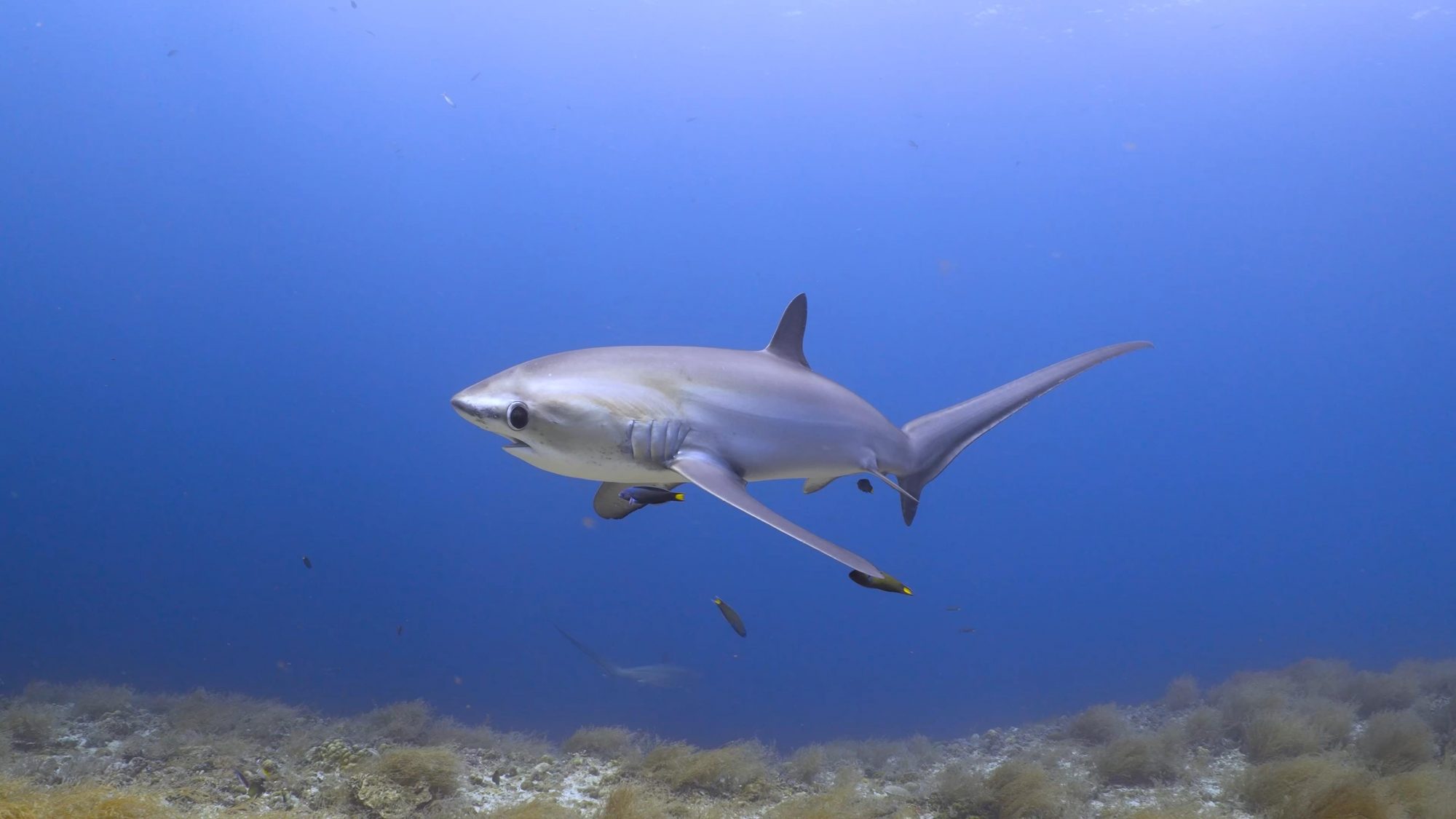 header video thresher shark TT 23