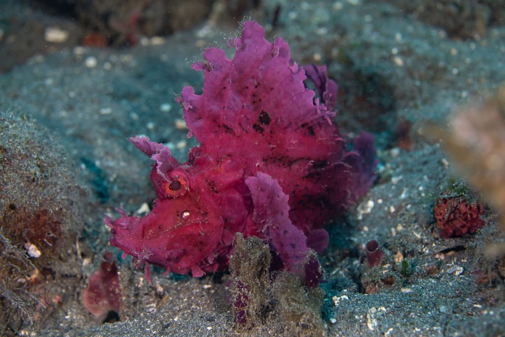 rhino pink