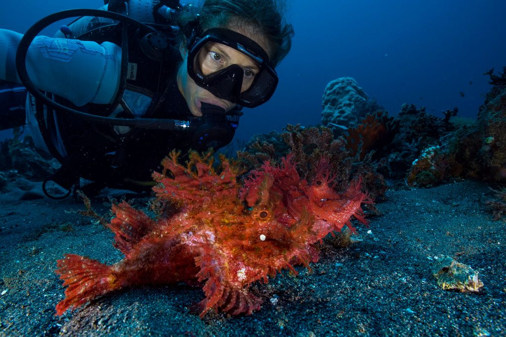 Rhinopias Diver