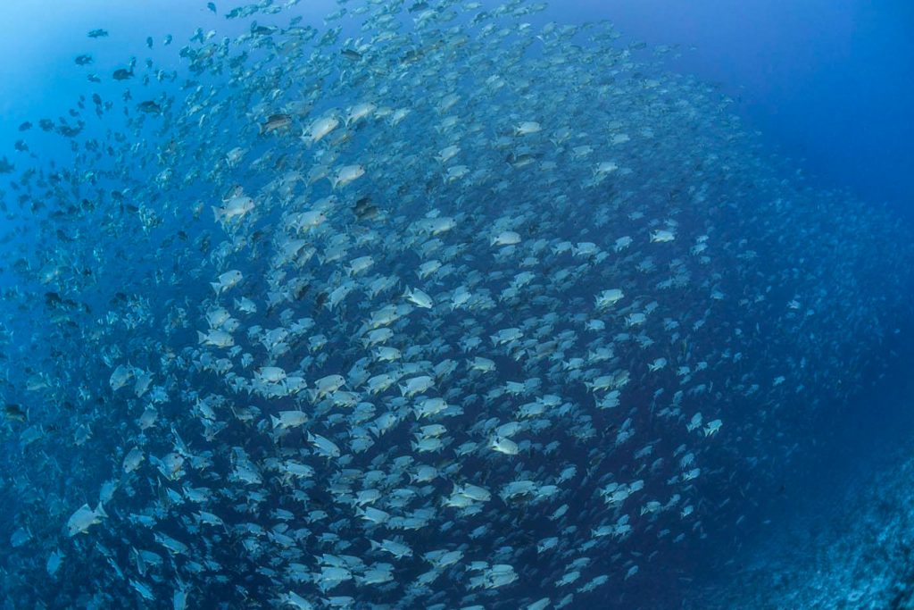 Sailfin Snapper Tauchgang