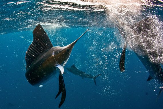 Sondertouren & Expeditionen | Tauchertraum