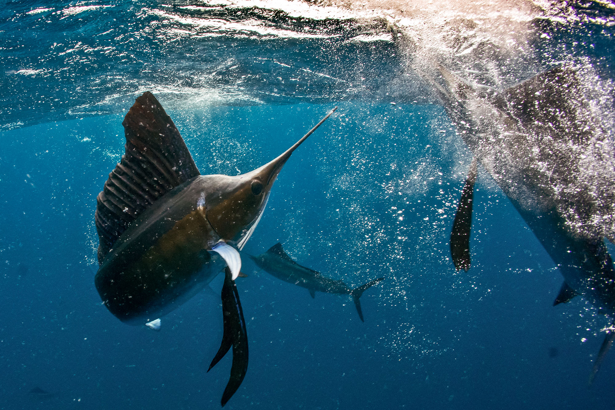Sailfish Mexiko