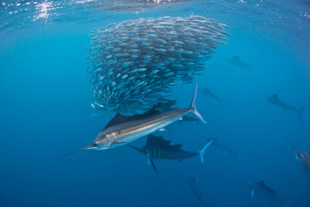 Nautilus Gallant Lady 12 Sailfish
