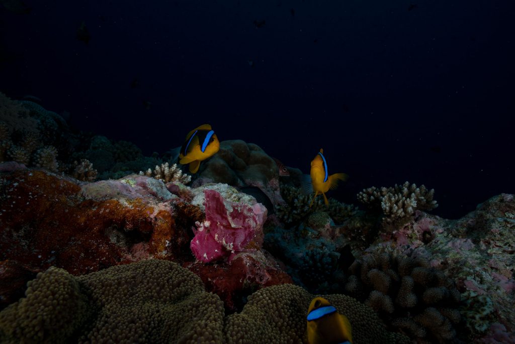 Palau Small