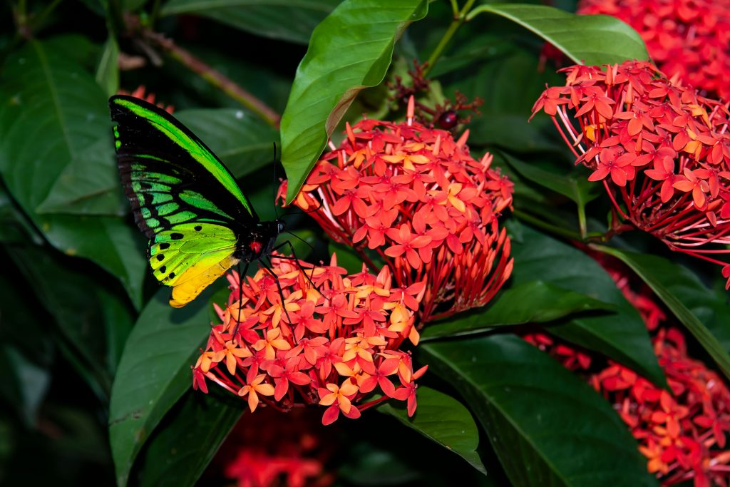 Schmetterlinge