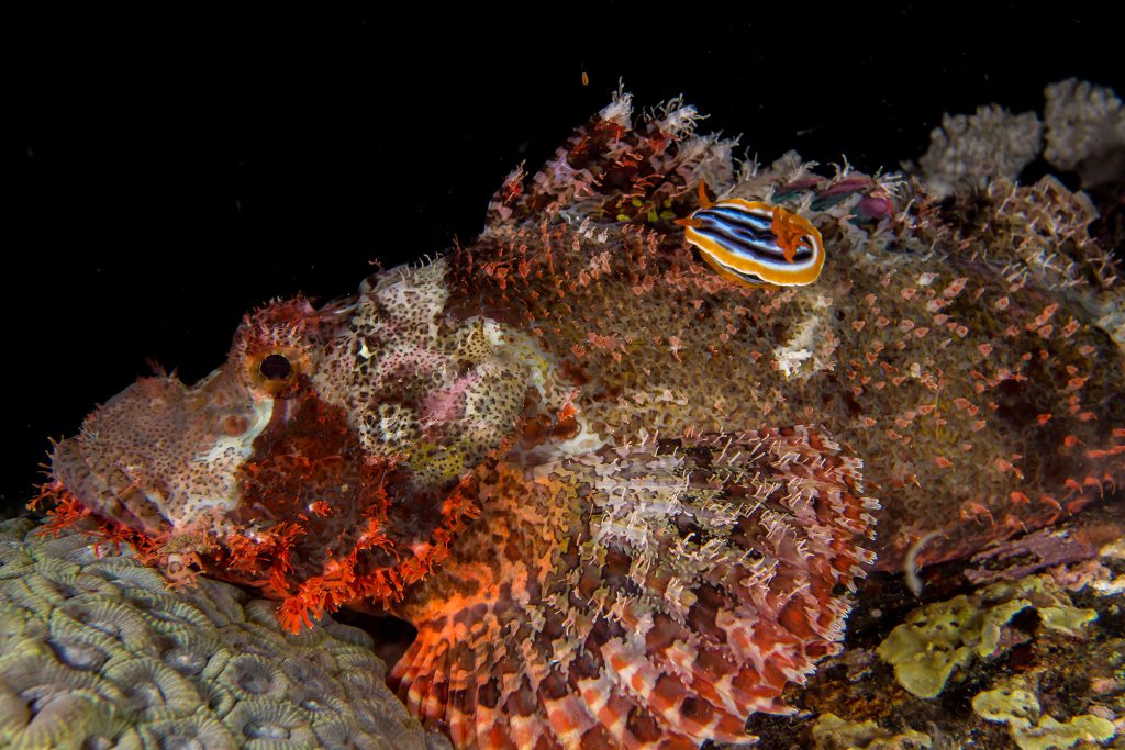 Scorpion Fish