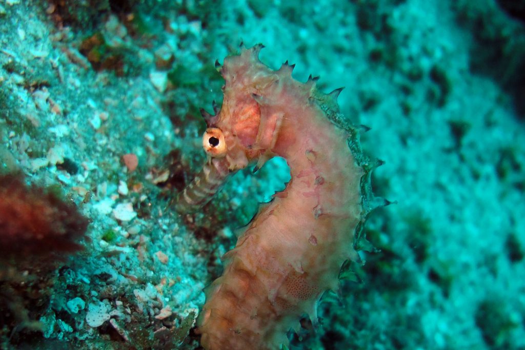 seahorse