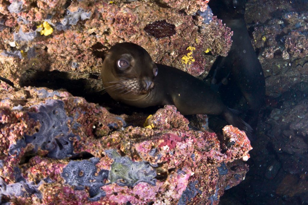 Sealion