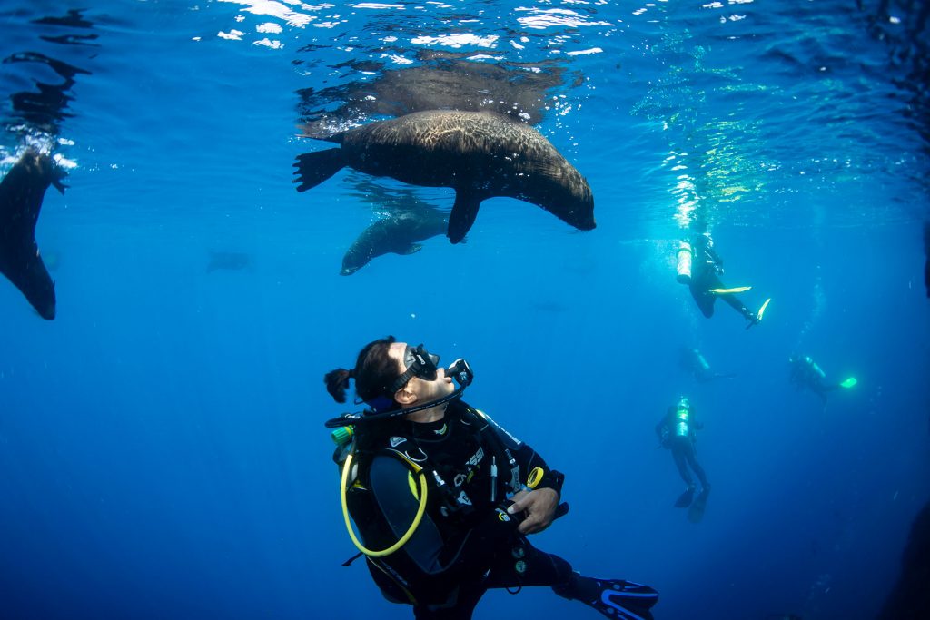 Sealion mit Taucher