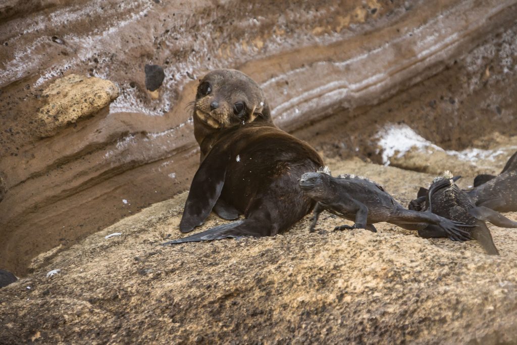 Sealion