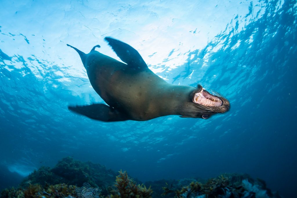 Nautilus Gallant Lady 7 Sealion