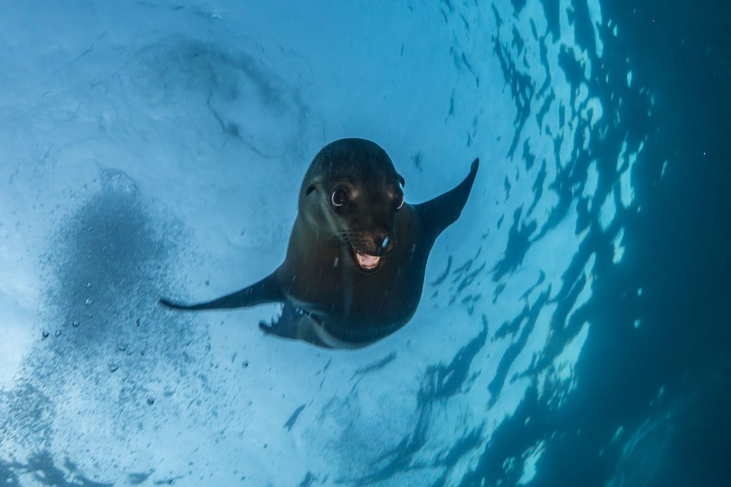 Sealion Baja