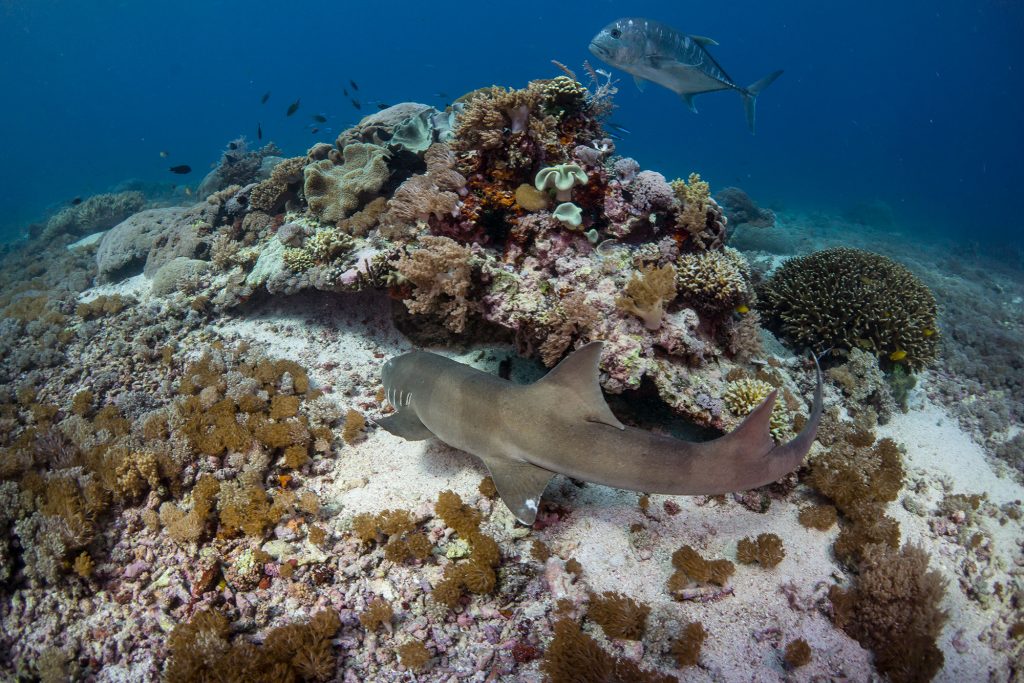 shark ammen2