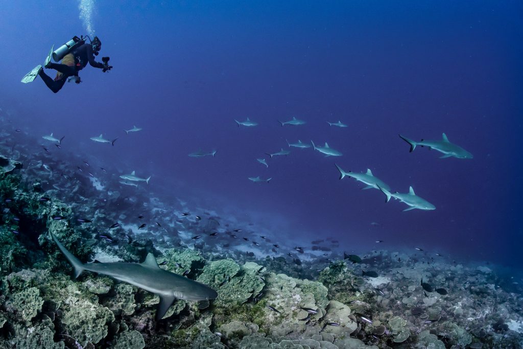 Fakarava Sharks