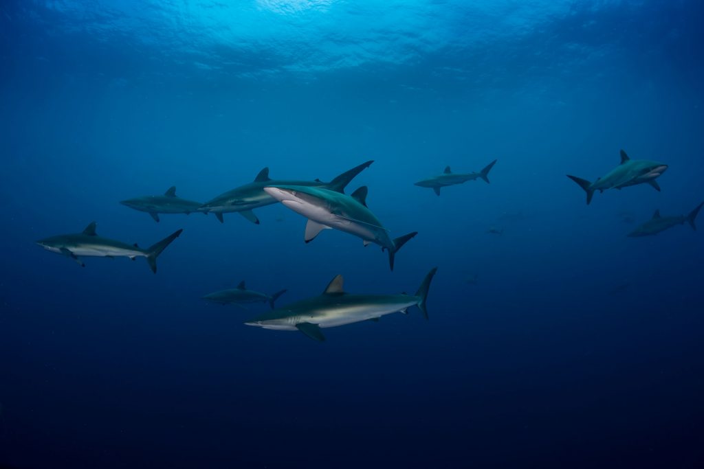 Seidenhaie Malpelo