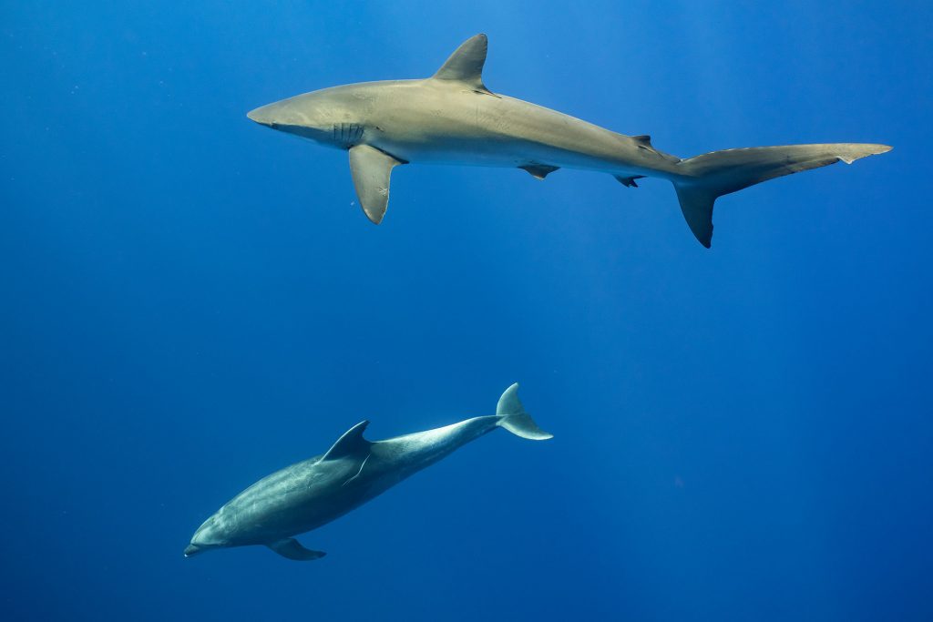 silky dolphin