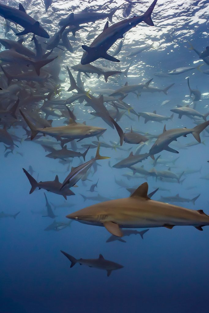 Malpelo Baitball diving