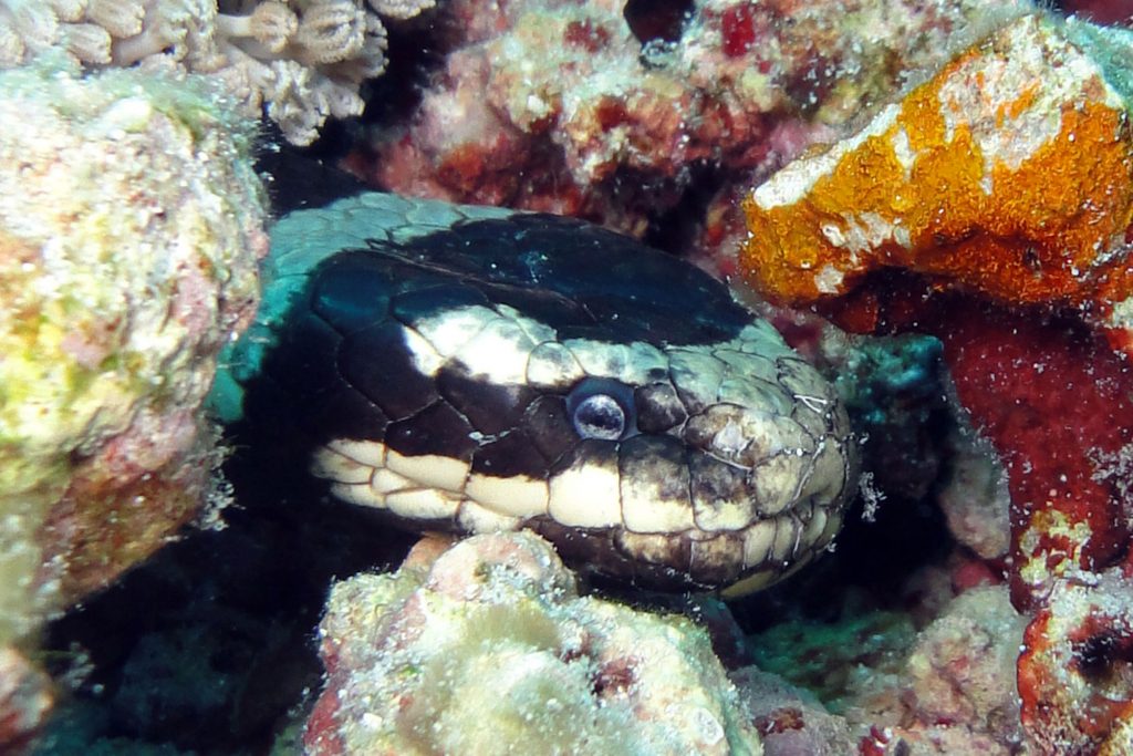 snake
