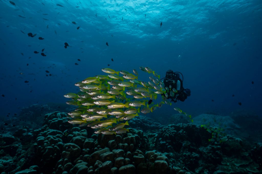 snapper diver2
