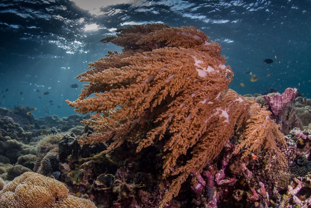 Soft Corals