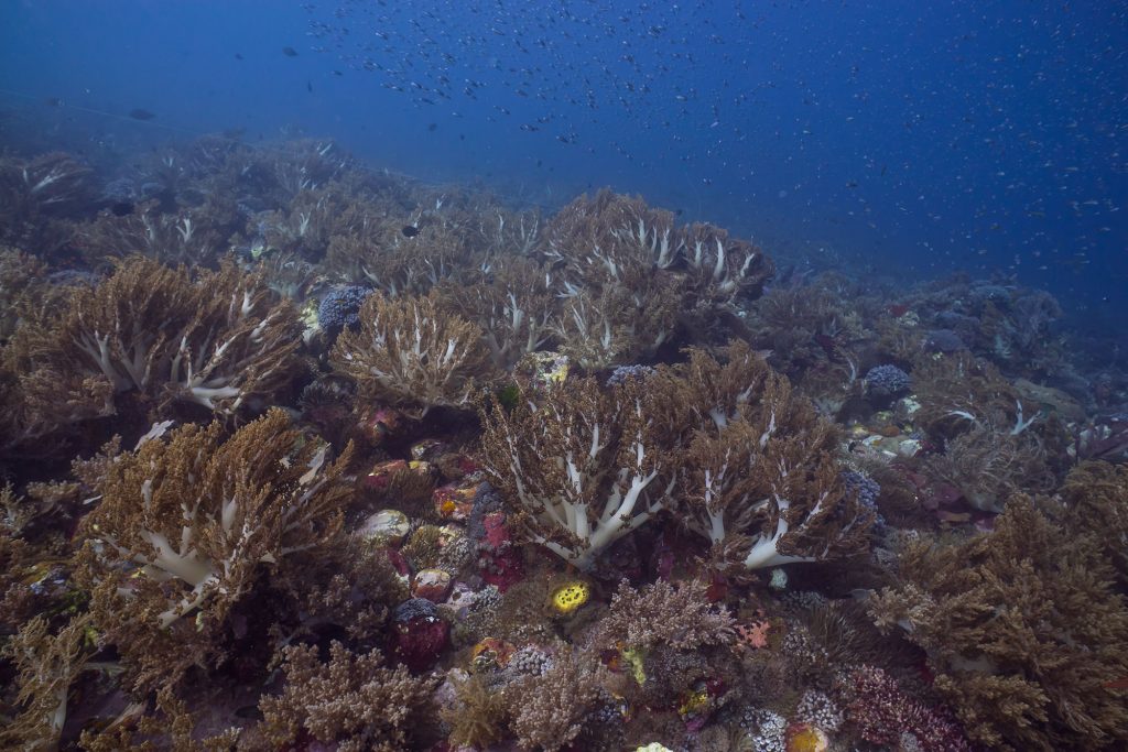 softcorals