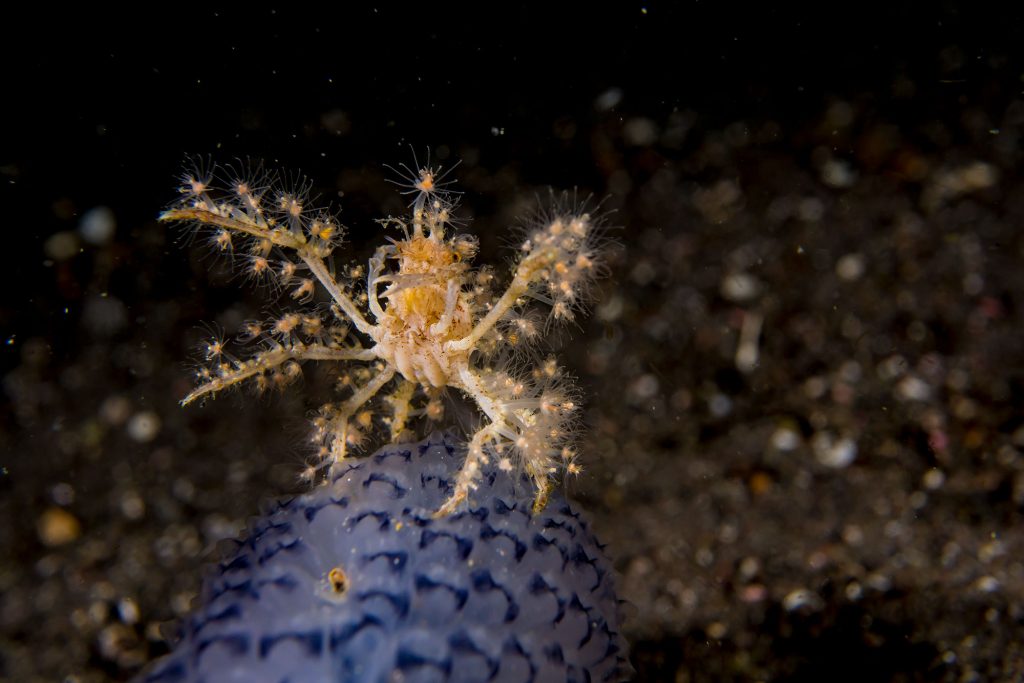 Spider Crab
