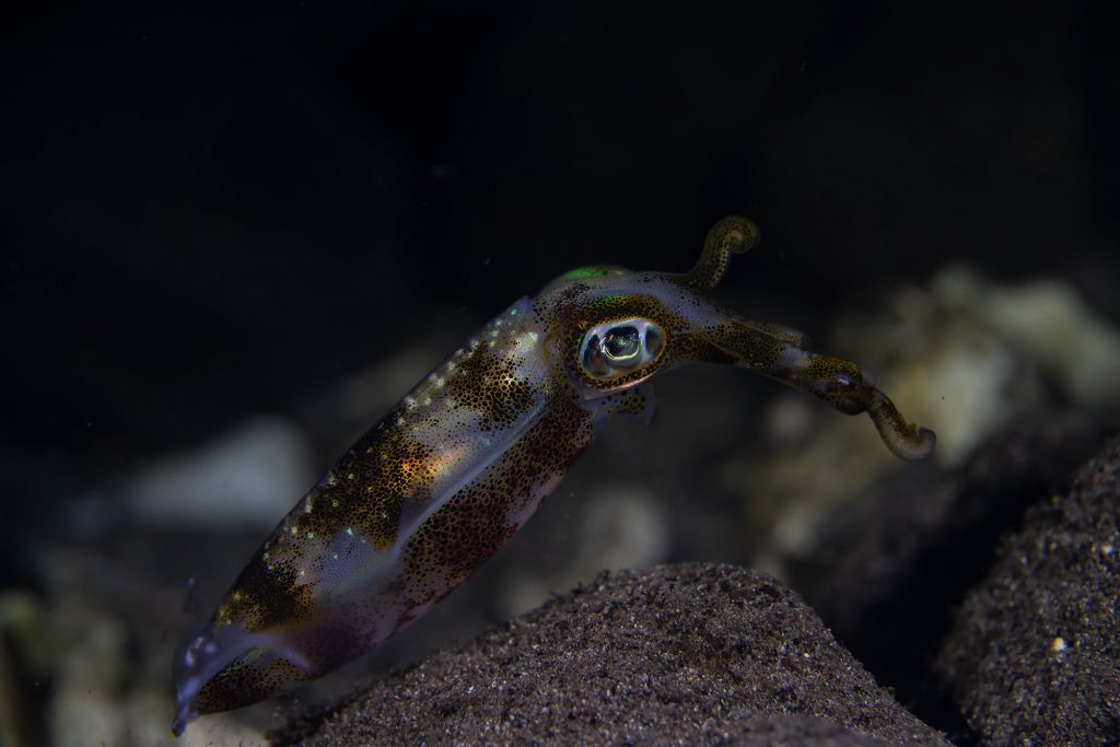 squid