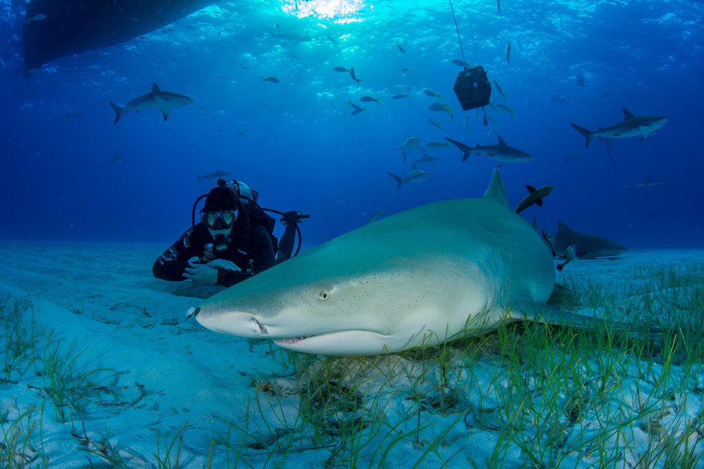 Lemon Shark