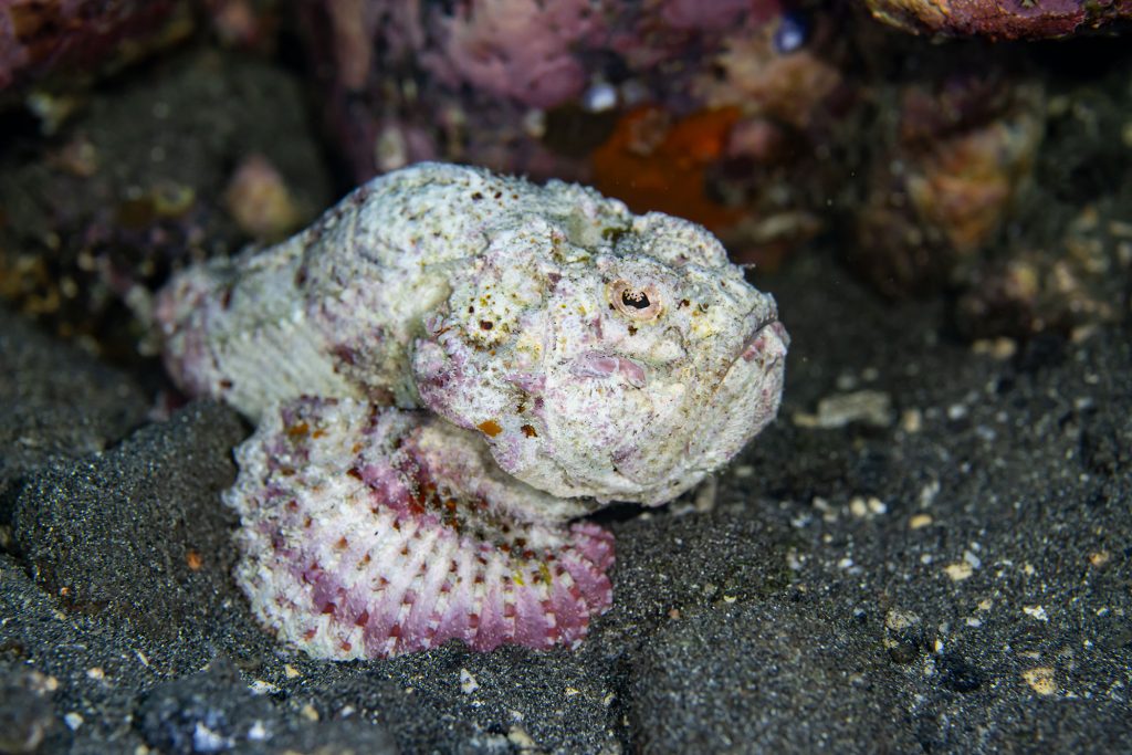 Stonefish