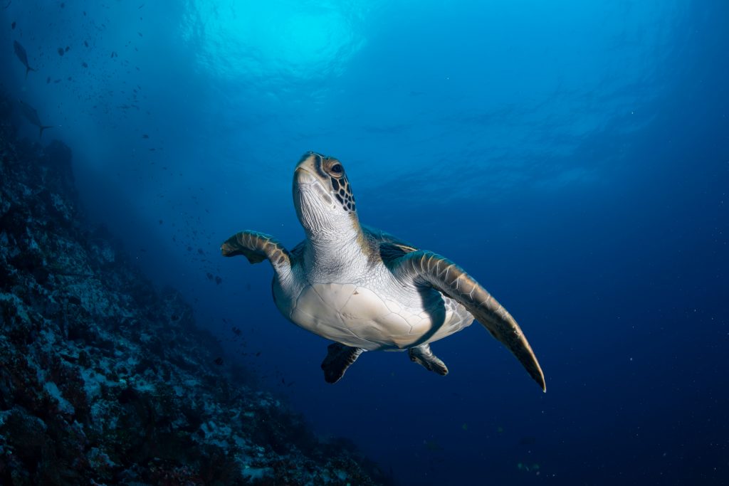 Turtel Malpelo