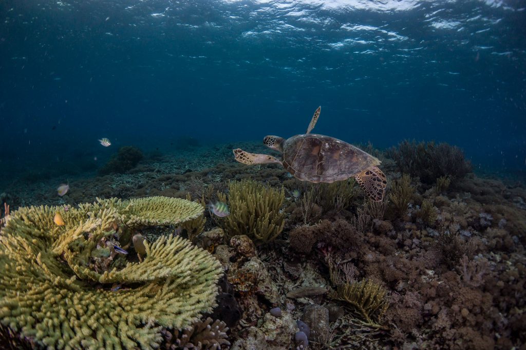 turtel coral komodo