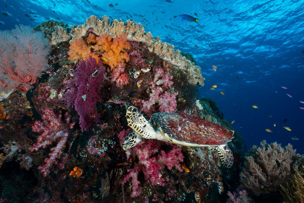 turtel reef4
