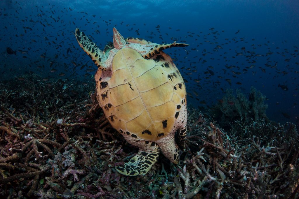 turtel underwater