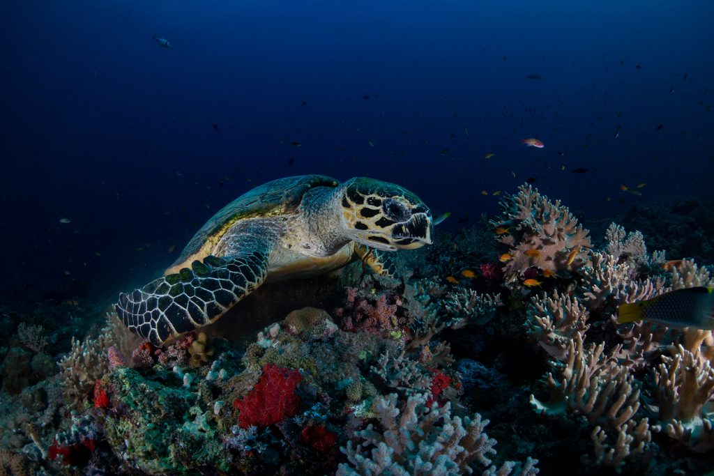 Palau Turtels
