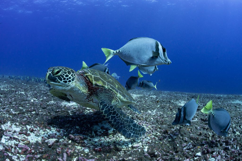 Turtel Galapagos