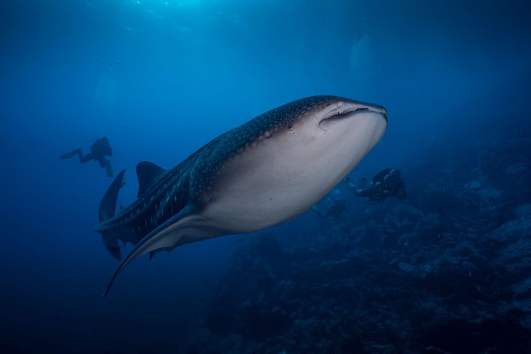 Walhai Galapagos