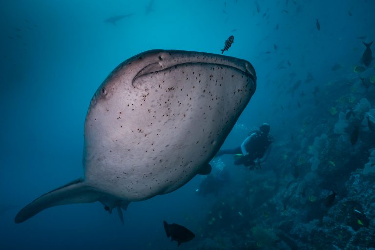 Walhai Malpelo