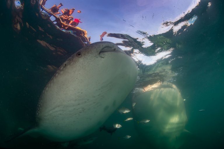 Tauchsafari Wellenreng “Borneo / Lembeh”