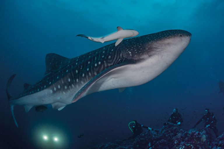 14 Tage Malpelo Expedition mit der Ferox