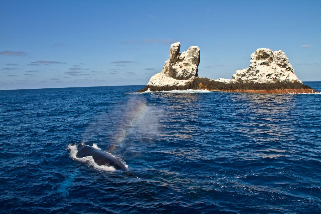 Buckelwale Roca Partida