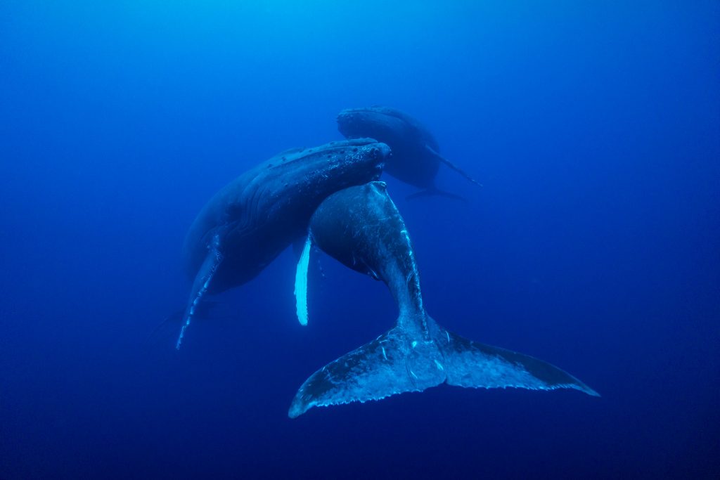 Humapck Whales scuba