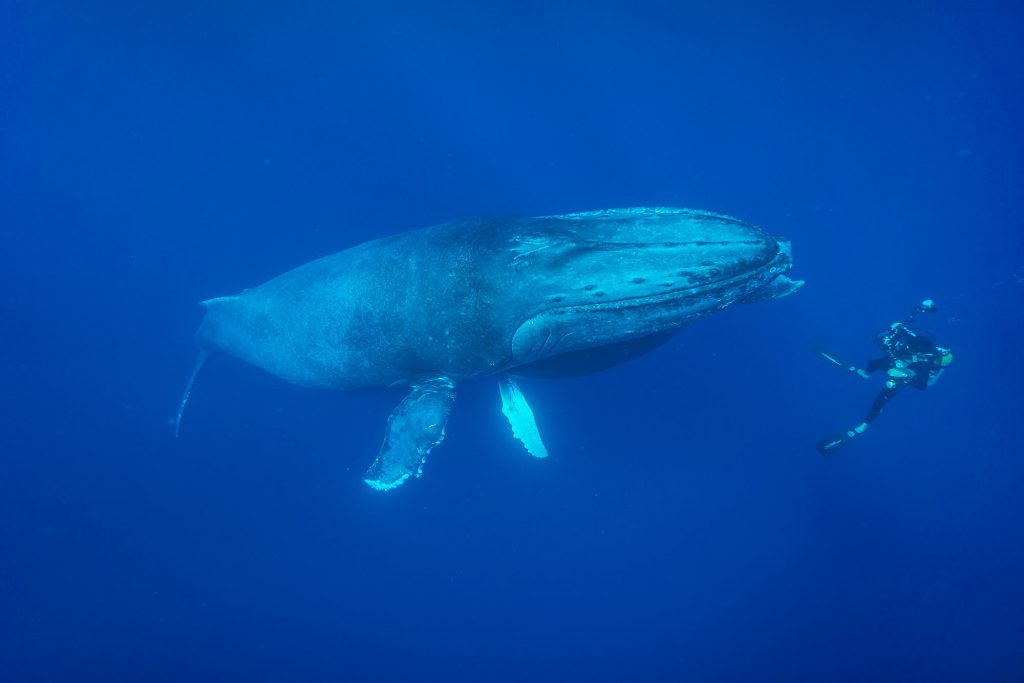 Nautilus Undersea 12 Buckelwaltaucher