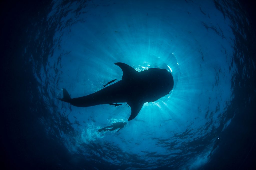 whaleshark freediving 07