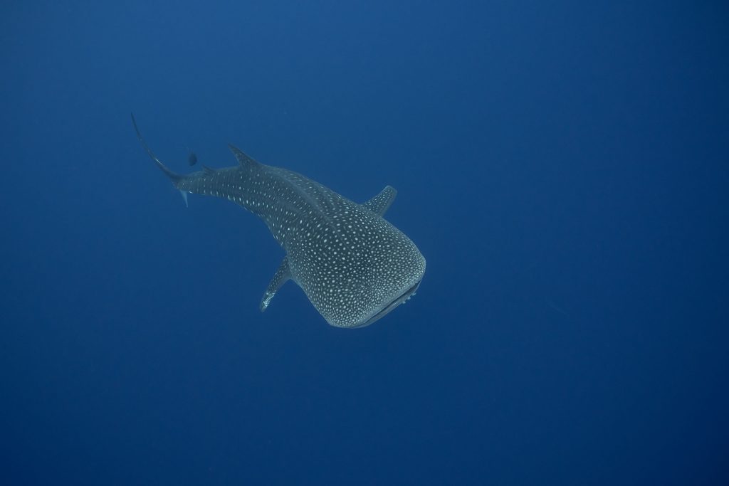 whaleshark oneal
