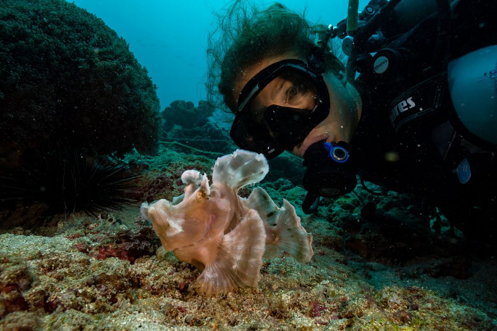 Rhinopias