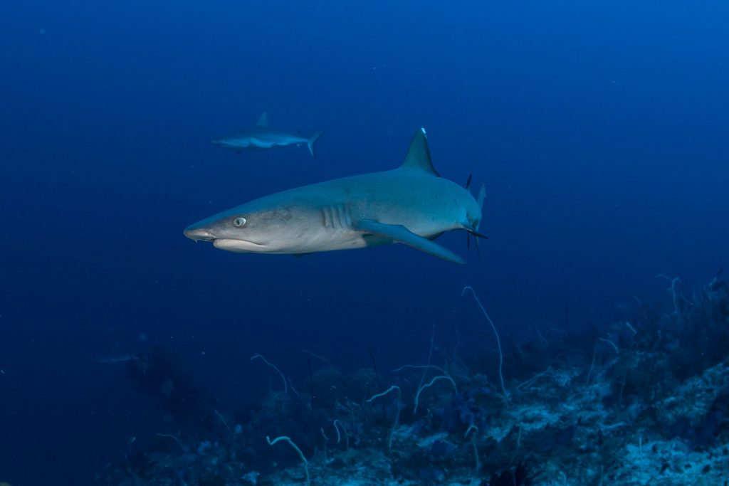 Whitetip Shark